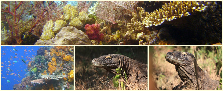 Rinca und Komodo Tauchen